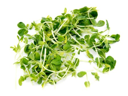 Cameron Garden Pea Sprout (Malaysia) 200g Sale